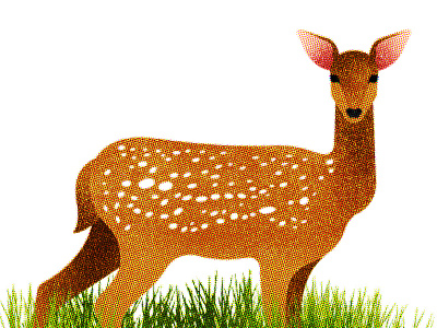 147 animal deer fauna flora