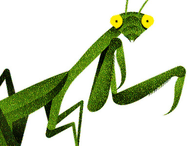 148 bug illustration insect praying mantis