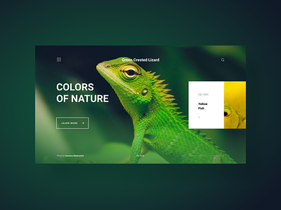 Colors Of Nature a web gallery - concept design