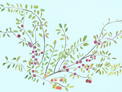 Plum Tree blue illustration leaves plums wallpaper