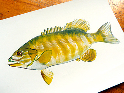 Sassy Bass bass eye fin fish fishing gulp handmade illustration