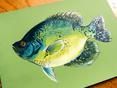 Crappie Patty crappie eye fin fish fishing gulp handmade illustration