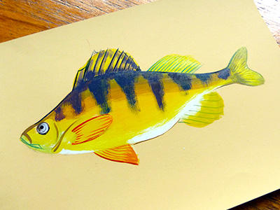 Yellow Perch fin fish fishing illustration paint perch stripes
