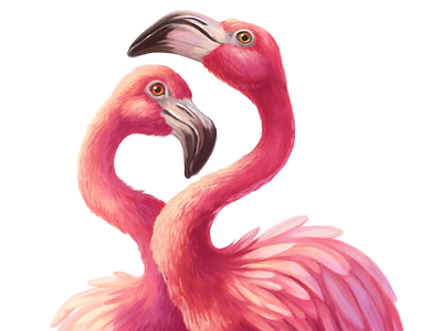 Pink flamingos bird flamingo illustration love pink