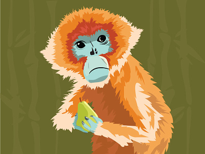 Snubbed Nose Monkey face monkey nose pear snubbed vector
