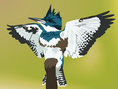 Belted Kingfisher animal bird illustration kingfisher vector