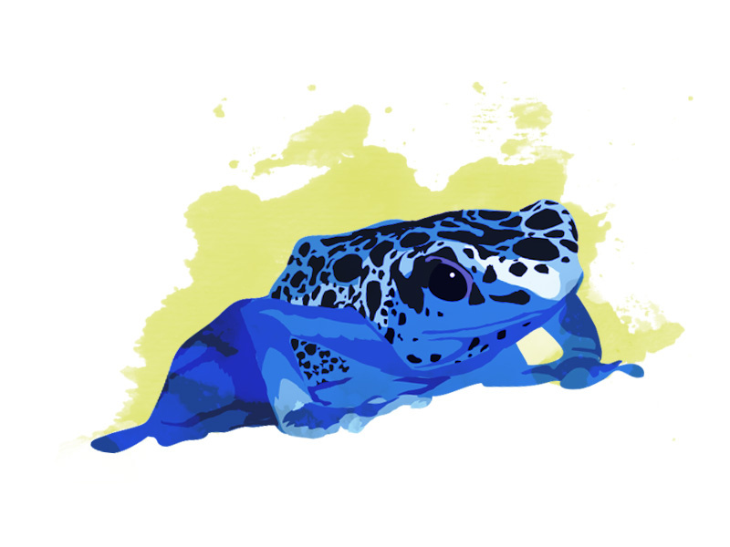Poison Dart Frog By Max Bender On Dribbble Poison Dart Frog By Max Bender On Dribbble