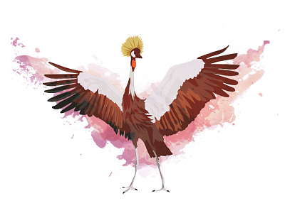 African Crowned Crane africa african bird crane crowned feathers splatter wings