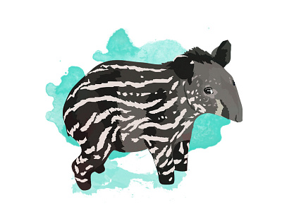 Baby Brazilian Tapir animal animals baby brazil mammal tapir