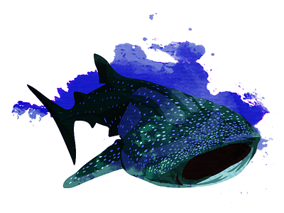 Whale Shark animal animals aquatic fish paint shark splatter swimming underwater whale