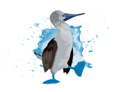 Blue Footed Booby animals bird blue booby footed fowl splatter water