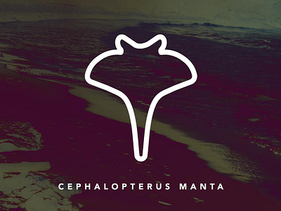 Cephalopterus Manta