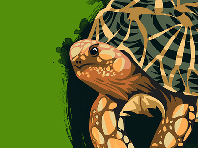 Geochelone platynota Face animal illustration pattern reptile scales splatter tortoise turtle vector