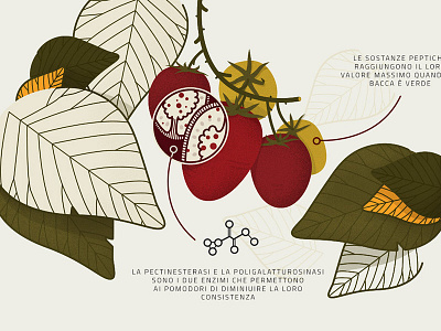 Maturazione del pomodoro / Tomato's growth piante plant pomodoro tomate tomato vegetazione помидор 西红柿