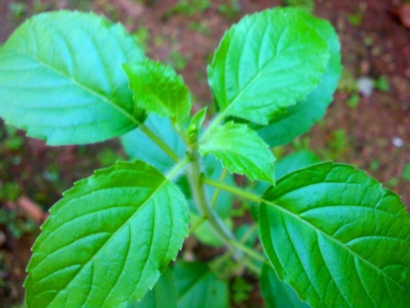 Mint; health benefits and side effects by Aisha Singh on Dribbble