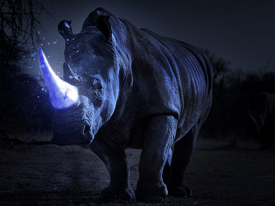 Glowing Rhinoceros Horn adobephotoshop animal digital manipulation manipulation photoshop manipulation rhinoceros