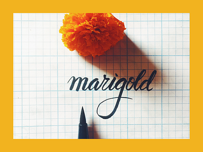 marigold handlettering handmade lettering marigold