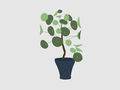 Pilea illustration