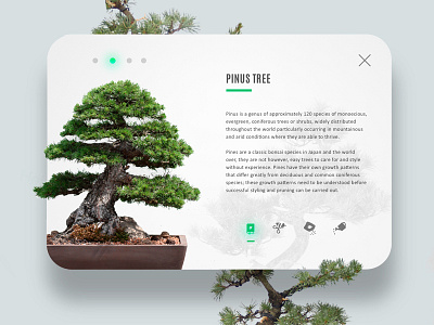 Daily UI #4 Bonsai Herbalist app bio bonsai herbalist nature tabs ui window