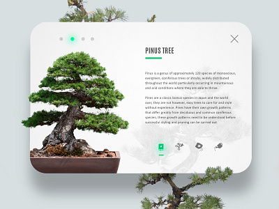 Daily UI #4 Bonsai Herbalist