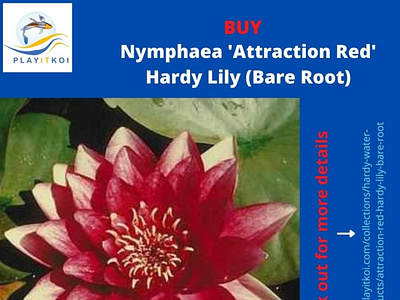 Buy Water Lilies, Lotus and Water Lilies Plants Online hardy water lilies for sale koi gift card koi pond accessories koi pond plants koi pond supplies koi viewing bowls pond care products pond filtration pond heaters for fish pond lighting pond lighting kits pond plumbing pond supplies online pond supply store