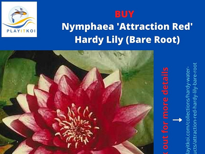 Buy Water Lilies, Lotus and Water Lilies Plants Online