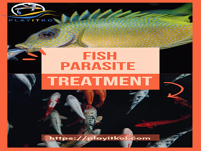 Fish Parasite Treatment Supplies | Play It Koi fish internal parasite treatment fish parasite treatment pond treatment supplies quarium fish parasites