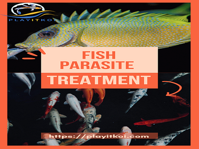 Fish Parasite Treatment Supplies | Play It Koi