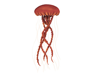 Red jellyfish aquarium design graphic design illustration jellyfish ocean wildlife
