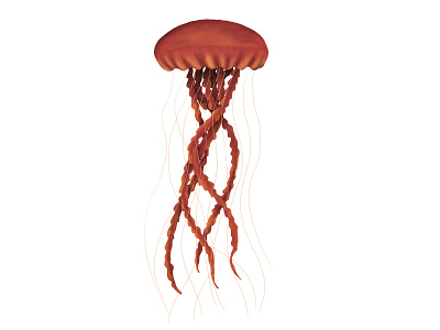 Red jellyfish