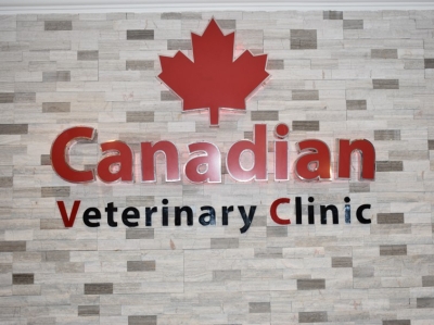 Canadian Veterinary Clinic By Canadian Vc On Dribbble   Picture96 