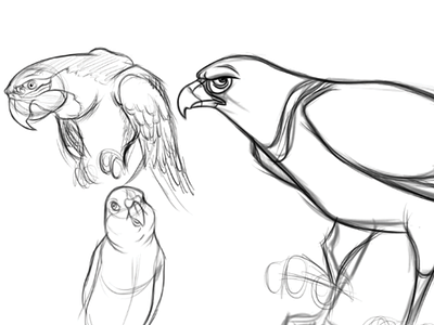 Birds By AndyToonz andytoonz character design drawing pencil sketch sketchbook pro