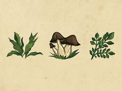 Forest plants 2d fantasy illustration грибы лес листья растения