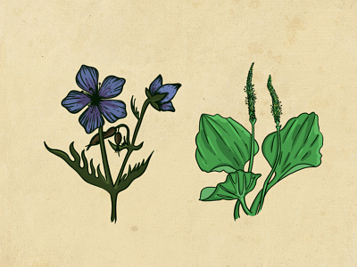Field plants 2d design fantasy illustration графика растения цветы