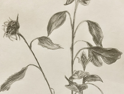 sunflower Drawing drawing plants