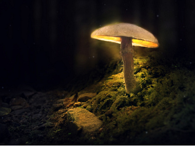 Mushroom | Photoshop | MS 🤞