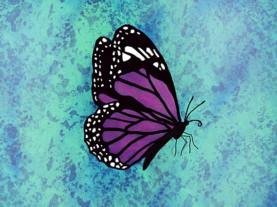 Butterfly butterfly illustraion nature