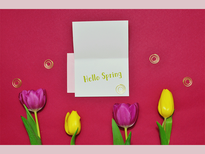 Hello Spring bowllick debbie sajnani miad tulips flowers cute color video gif stop motion animation spring
