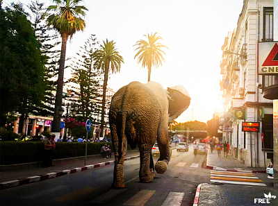 Rise of the elephant 3d algeria animation annaba elephant graphic design logo motion graphics photoshop ui