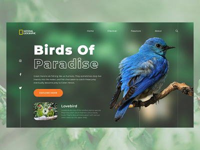 Birds of Paradise web ui graphic design landing page ui webpage