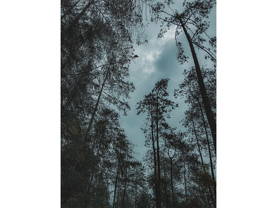 FOREST iphone7 lightroom photography