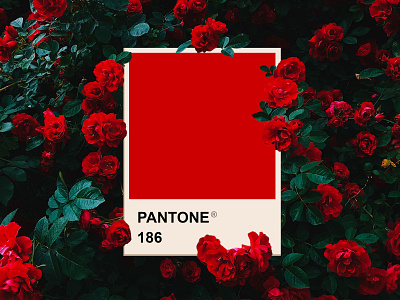 Valentine's Day design graphic design pantone red roses valentines valentines day