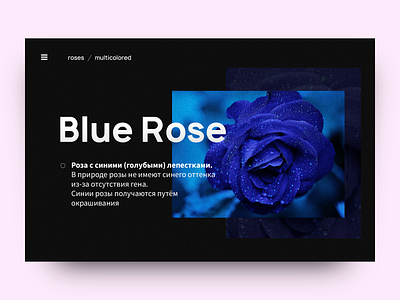 Blue Rose — Page prototype design typography ui user experience user inteface ux web design website