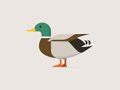 Mallard Duck animal bird branding design duck icon illustration logo mallard simple simple design vector web