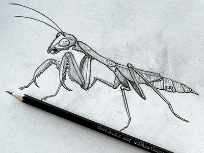 Brazilian Louva-a-deus (aka: Praying Mantis) artonpaper drawing handdrawing handdrawn illustration illustrator insectdrawing insectillustration linedrawing paperdrawing sketch sketchbook sketching