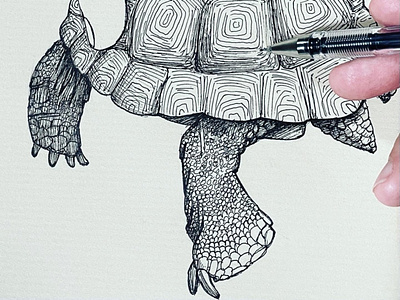 Drawing of a Turtle and His Little Legs drawing handdrawing handdrawn illustration illustrator lineart linedrawing penandink penandinkillustration sketch sketching turtledrawing