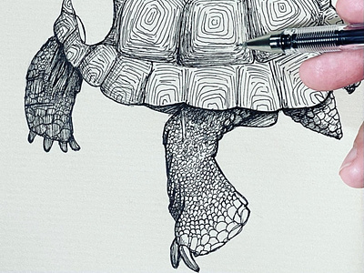 Drawing of a Turtle and His Little Legs