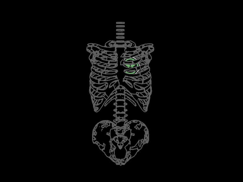 AH Anatomy (Rooster Teeth) 3d ah anatomy c4d cinema4d inside rt skeleton