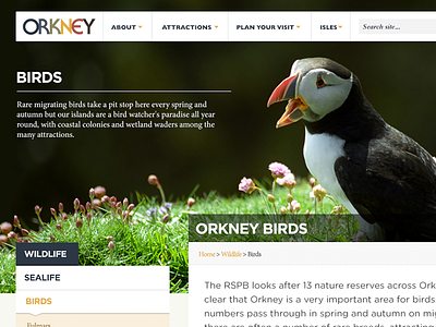 Dribbble Orkney