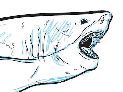 Shark in progress illustration shark